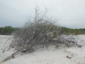 honeymoon island is another great park to visit